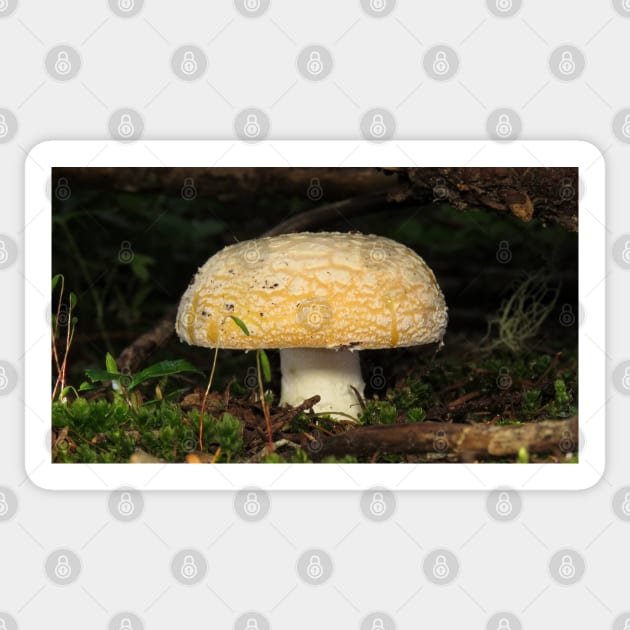 June Amanita Sticker by SDym Photography